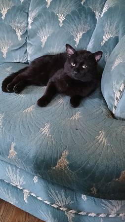 Missing cat 1