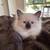Himalayan kittens 1 thumbnail