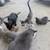 Cute Kittens 3 thumbnail