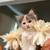 Mixed MC Kittens 9 thumbnail