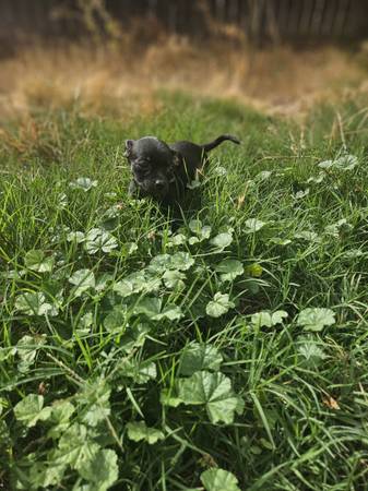 Chihuahua puppies (Sacramento)63919895123843122