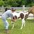 TN Walking horse 5 thumbnail
