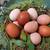 Hatching eggs 1 thumbnail