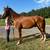 Playday Gelding 4 thumbnail
