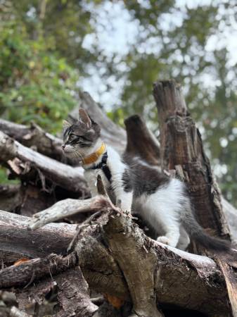 Missing Kitten from Stillwater Apartment Complex (South Hill)63684416297731122