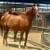 Chestnut Thoroughbred Mare for Sale (Two to Tango) 3 thumbnail