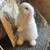 Holland lop baby bunnies 14 thumbnail