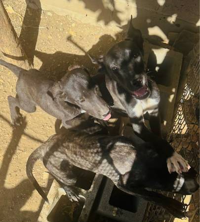 free puppy (Vallejo)63928842670338123
