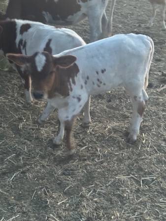 SUNDOG mini heifer Jasmine - $1.500 (condado de Mendocino)63471417908993120
