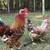 Chickens@GBCF - Swedish Flower Hens 1 thumbnail