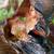 “Resting Buddha in Tree Cave” Resin Statue,—Copy of Wood Carving 4 thumbnail