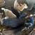 Nigerian dwarf goats 5 thumbnail