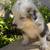 Australian shepherd / Aussie 3 thumbnail