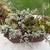Succulent gardens and cuttings 5 thumbnail