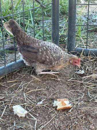 Bantam chickens (Bulls Gap)601963609447485443