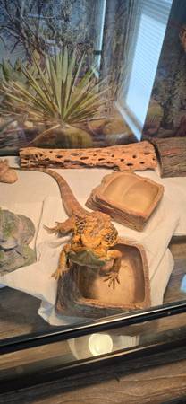 Bearded Dragon + Full setup included (Leominster)63700641392643123