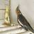 COCKATIEL COCKATIELS cinnamon BABY PIED LUTINO  pearl GRAY BIRD BIRDS 6 thumbnail
