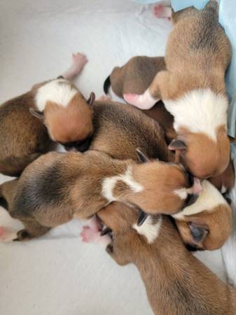 Pembroke welsh corgi puppies! (San Francisco)63696416550913121