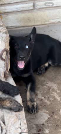 Free German shepherd puppy (Mexia)63661959500289122