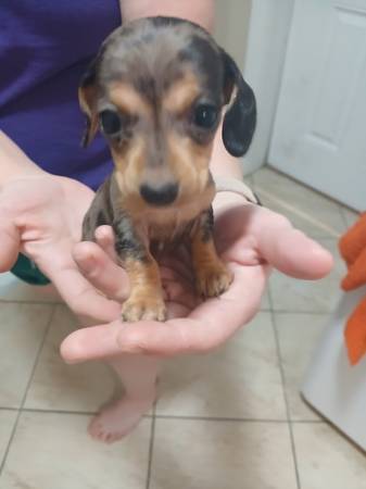 PURE BRED MINIATURE DAPPLE DACHSHUNDS (Elba , Al)64197093589121120