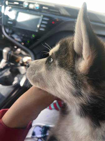 husky (Downey)63829609416323124