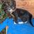 Cat/kittens 1 thumbnail