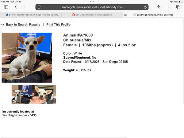 Chihuahua, ahora en SDHUMANE.ORG64144106550657120