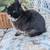 Netherland Dwarf Rabbit Buck 4 thumbnail