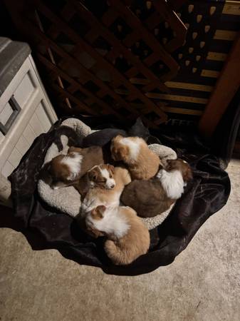 Farm Helper English Shepherd 1