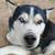 5 year old husky 2 thumbnail