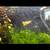 Microworms plus worm culture 4 thumbnail