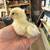 Light Brahma Chicks 3 thumbnail