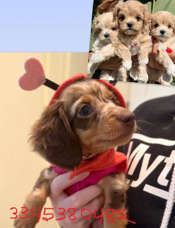 charmGlow 4 dachshunds 2 maltipoos (Kennesaw)63922481726722120