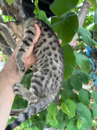 Gatitos Savannah (Carlsbad)63831052732801121