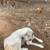 Great Pyrenees 5 thumbnail