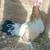 Game Hens 4 thumbnail