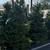 Xmas Tree Service 2 thumbnail