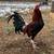 Gallos pollos gamefowl rooster 1 thumbnail