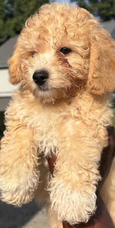 10 week old bichpoo puppies63939179263746120