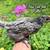 10-Week-Old Blue Sex-Link & Rhode Island Red Pullets – Sylva, NC 3 thumbnail