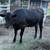 Male and female cows for sale 8 thumbnail