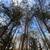 🏡 1.42 Acre Build-Ready Lot – Trinity, NC – Permits & Utilities Ready 5 thumbnail