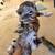 Bengal 10 thumbnail