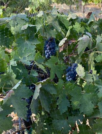 Organically grown Zinfandel wine grapes - $163471350655363124