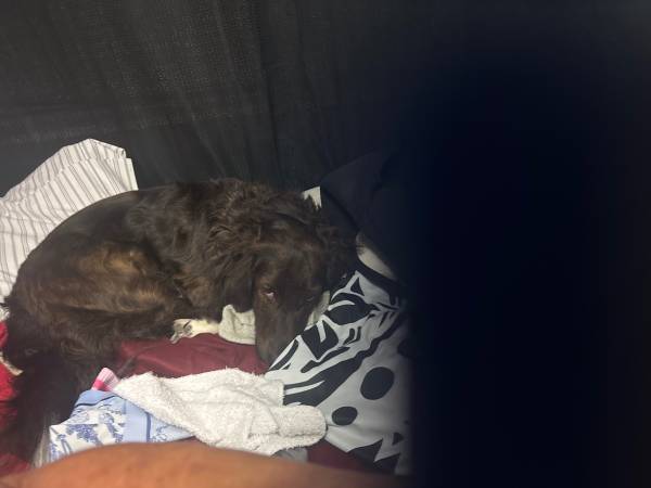 Little Man needs a Best friend (Puyallup)63949211854722120