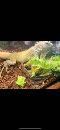 ?Female Albino Iguana “Delilah” ? (Racine)63812569213825124