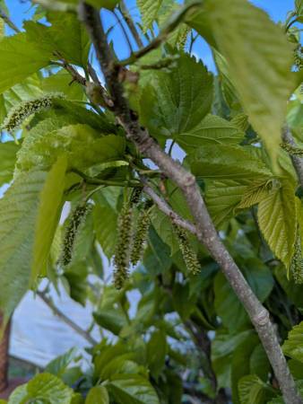 Large, Established, Pakistan Mulberry Trees 1