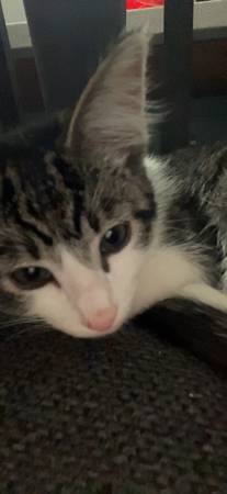 CAT (Los Ángeles 90023)63829610123649121