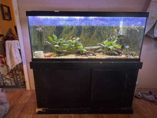 75 gallon complete setup 1