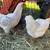 Easter Egger & Cuckoo Marans Hens Pullets 4 thumbnail